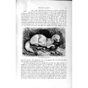   NATURAL HISTORY 1894 FERRET WEASEL FAMILY WILD ANIMAL