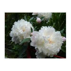  new white peony nice color 5 seeds: Patio, Lawn & Garden