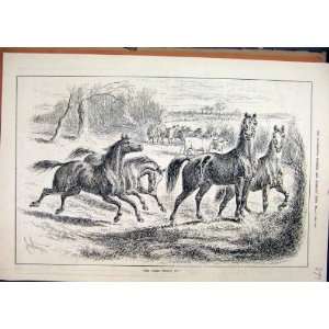  1884 Wild Horses Running Field Cows Country Scene Print 