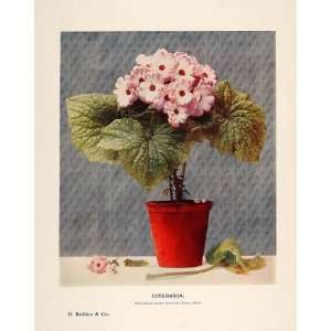  1908 Print Florists Cineraria Flower Plant Asteraceae 