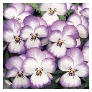  Viola Seeds Magnifico Patio, Lawn & Garden