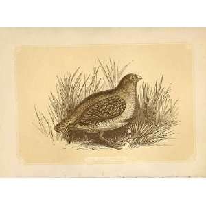  The Partridge 1860 Coloured Engraving Sepia Style Birds 
