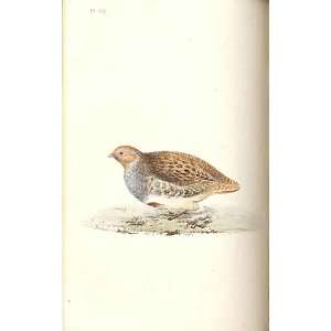  Partridge Meyer H/C Birds 1842 50