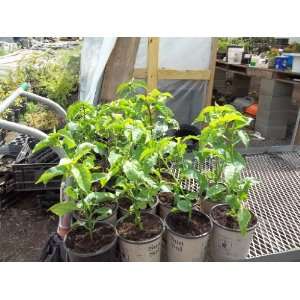   strictum Scarlet Flame 1 Gallon Live Plant Patio, Lawn & Garden