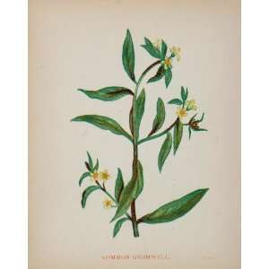  1902 Botanical Print Gromwell Lithospermum Officinale 