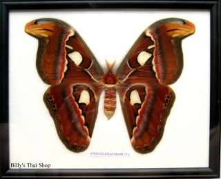 Schmetterling * Attacus Atlas Nachtfalter *präpariert*W  