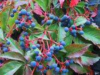 Parthenocissus Boston Ivy HARDY fall color BULK SEEDS  