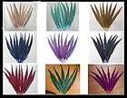 Quill Tail Feathers Wing fowl Bird CHOOSE ONE 20 quills Rooster 