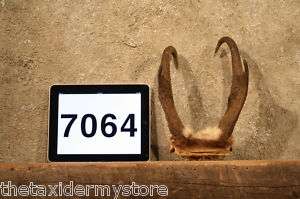 7064 Antelope Horns Taxidermy Mount Pronghorn Antler  