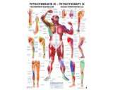 Physiotherapie Poster   Triggerpunkte Arm und Bein (D/E), Tafel 34 x 