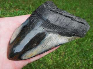 Megalodon fossil shark tooth teeth ENORMOUS MONSTER !!!  
