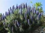   tall, with spikes of tiny purple blue flowers appearing in spring