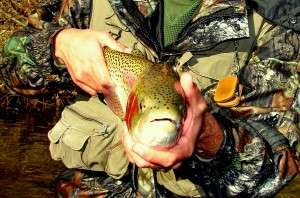 Guided Fly Fishing Float Trip, Great Smoky Mountains  