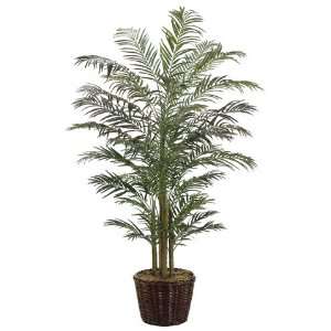  8? Areca Palm in Willow Planter Green