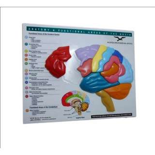Brain Model & Puzzle Anatomy & Functional Areas of the Brain (Norton 