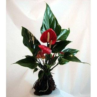   Food › Fresh Flowers & Indoor Plants › Indoor Plants › Bonsai