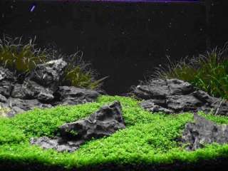 SEIRYU STONE by lb aquarium cherry crystal tiger shrimp moss plant 