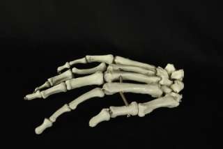 Bucky Skeleton Hands Life Size Halloween Prop, NEW  