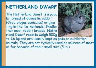 NETHERLAND DWARF rabbit choco egg figure Japan PET 1  