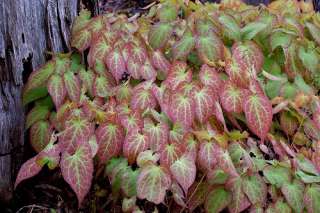 EPIMEDIUM~RUBY RED FAIRY WINGS SHADE PLANT~VERY ATTRACTIVE FLOWERS AND 