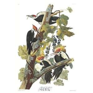  Pileated Woodpecker By John James Audubon Highest Quality 