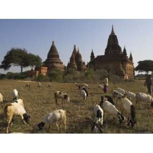  Grazing in Front of Temples in the Bagan (Pagan) Archaeological Zone 