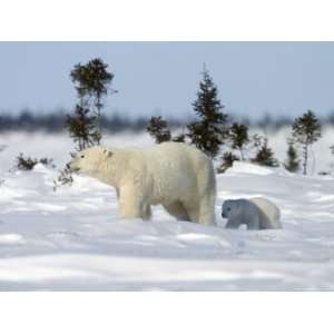 Polar Bear with a Cub, (Ursus Maritimus), Churchill, Manitoba, Canada 