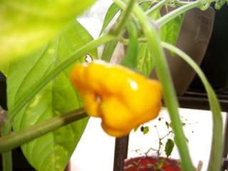 Jamacan Yellow Mushroom Hot Pepper, Capsicum Annuum , Fresh Seeds