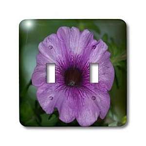 Rebecca Anne Grant Photography Nature Flowers   Purple Petunia   Light 