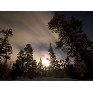 Conifer Trees in Moonlight at Sonora Pass in Winter, Stanislaus 