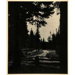   Trees Rolleiflex Camera   Original Halftone Print