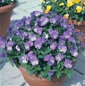 REBELINA BLUE & YELLOW F1 VIOLA 25 SEEDS SEMI TRAILING  