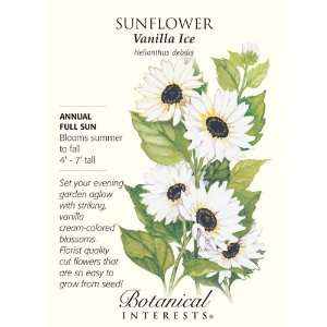  Vanilla Ice Sunflower Seeds Patio, Lawn & Garden